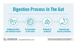 Digestion Process _What are the best postbiotics