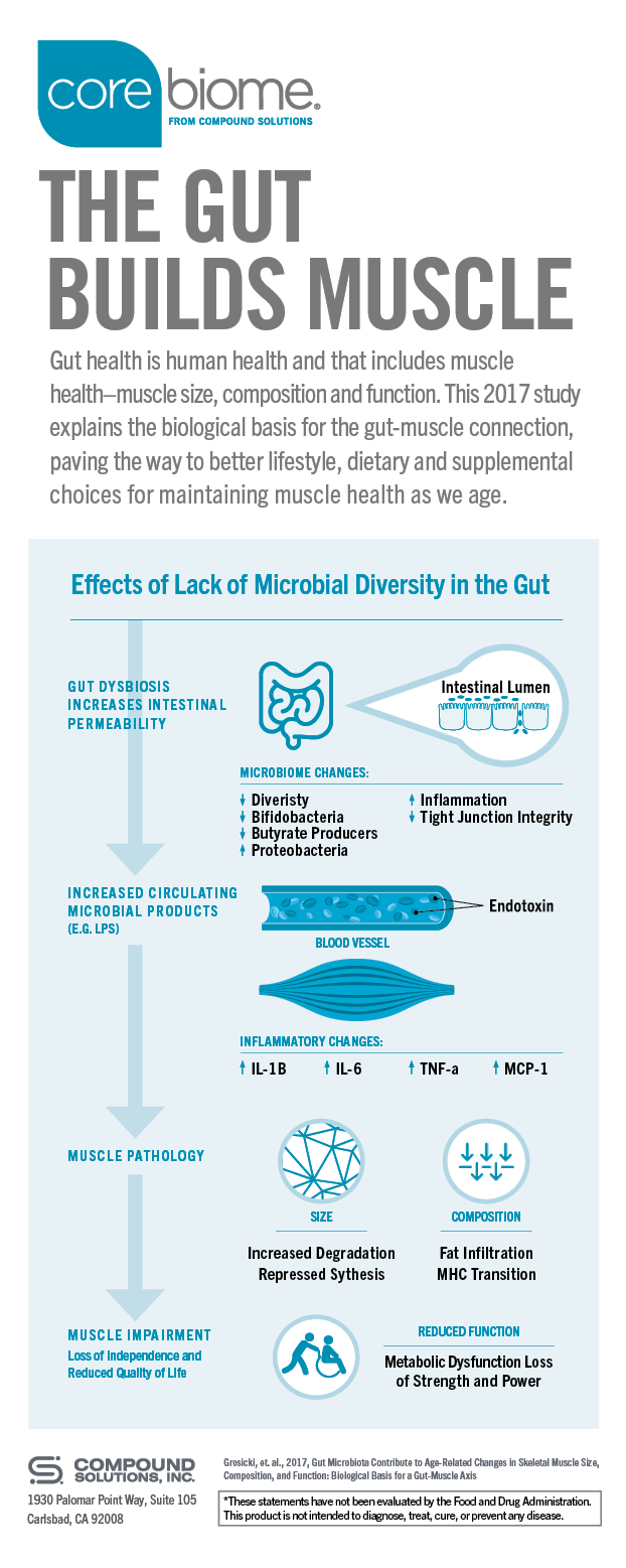 The gut's role in muscle health