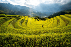 Rice panicle macro — rice-sourced ingredients for precision-fermented Reb M (stevia-free)