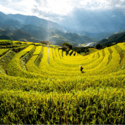 Rice panicle macro — rice-sourced ingredients for precision-fermented Reb M (stevia-free)