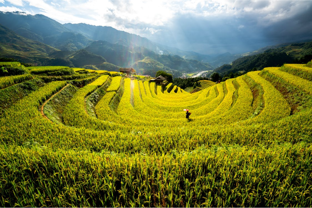 Rice panicle macro — rice-sourced ingredients for precision-fermented Reb M (stevia-free)
