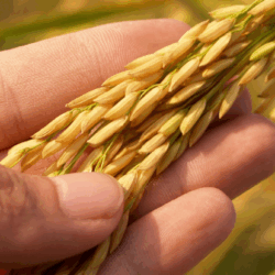 Rice plant close-up — source of ingredients used to produce stevia-free Reb M via precision fermentation