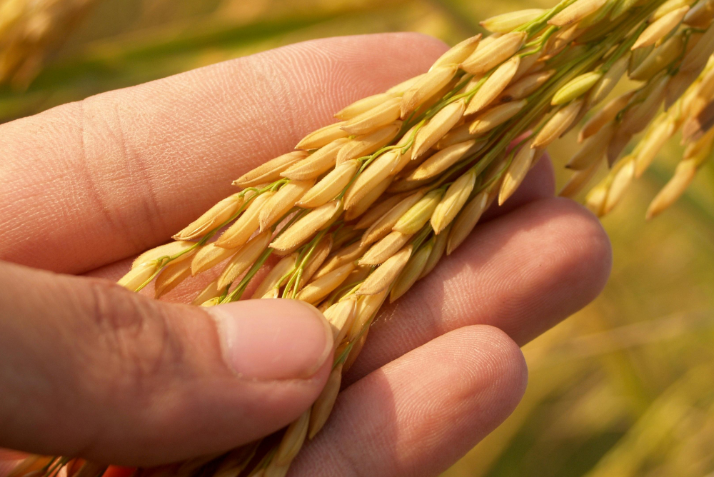 Rice plant close-up — source of ingredients used to produce stevia-free Reb M via precision fermentation