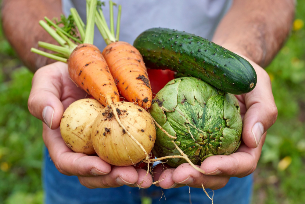 egetables and fiber-rich foods that support fermentation and butyrate production in the gut