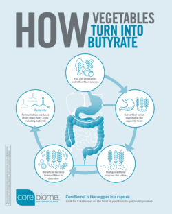Infographic showing how vegetables and fiber ferment in the colon to produce short-chain fatty acids (SCFAs) including butyrate, plus CoreBiome® as “veggies in a capsule.”