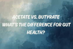 Acetate vs butyrate for gut health featuring ReBiome triacetin