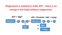 Diagram showing magnesium binding to ATP and supporting energy production
