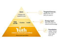 Three-tier longevity nutrition pyramid with Yüth® spermidine at the base layer, NMN, NR, creatine and CoQ10 in the middle energy layer, and biotin plus collagen and hyaluronic acid in the top targeted beauty layer.
