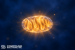 Glowing mitochondrion illustration radiating warm amber light, representing acetate as a fuel for cellular energy